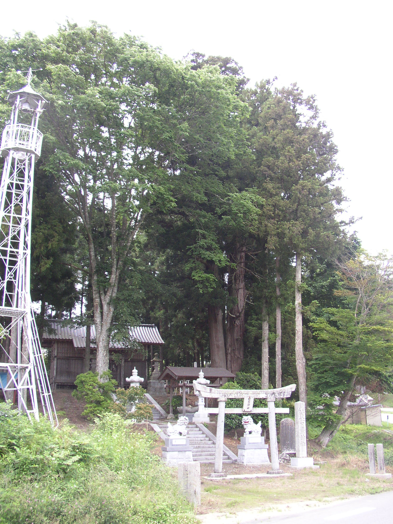 119　日鷲神社の男スギ１.JPG